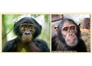 Hominidler ve becerileri (Bonobolar, şempanzeler, goriller)