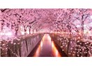 Sakura Ağaçları