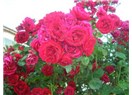 KALBİMDE AÇ YARİM
