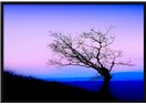 Süzme sözcükler 311: (Haiku) Sanal mutluluk