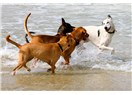 Plajlarda başıboş köpekler cirit atıp tehlike saçıyorlar