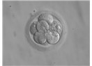 Tüp bebek işleminde embriyonun önemi