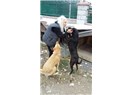 Leyla Somer emekli maaşını sokak hayvanlarına harcıyor