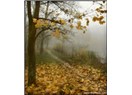 Süzme sözcükler 321: (Haiku) doğa kanunu