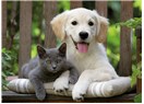 Eskimo’nun köpek kesmesi koydu bana, kuzu kesseydi normal olurdu kesilenin kesilmesine alışmışız