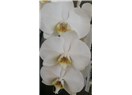 Beyaz orkidem…