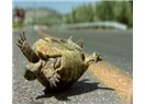 Haritasız arazide ters dönmüş Kaplumbağa olmak