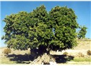 Mani. 20: Dut ağacı