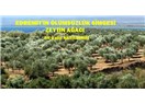 Edremit’in ölümsüzlük simgesi zeytin ağacı