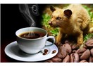 Kedi Dışkısından En Pahalı Kahveye