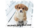 Bir Köpeğin Hatıraları