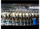 Toplumların Sürklase Edilme Şekilleri