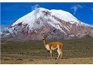 Dördüncü Ekvador Gününde “Abla” Grubu, Chimborazo Ulusal Parkı Üzerinden Riobamba’ya Giderler.