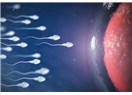 Sperm Testi Bozukluklarına Yol Açan Faktörler