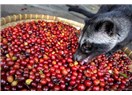 Dünyanın En Pahallı Kahvesi Misk Kedisinin Dışkısından Elde Ediliyor