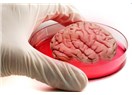 Laboratuvarda İnsan Beyni Üretildi Biraz Mini Ama...