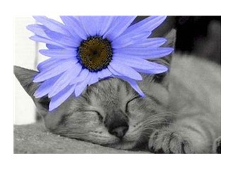 Çiçek ile pisicik