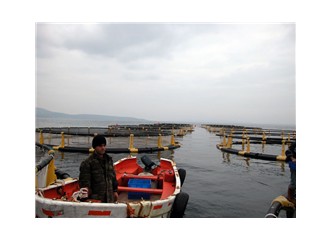 Balık çiftlikleri, turizm ve kirlilik?