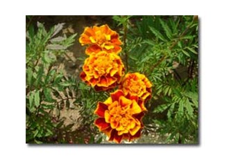 Ancak saygı duyan saygıyı hakeder...!!!