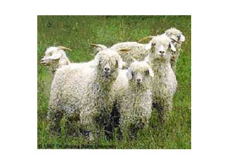 Erdal' ın keçileri
