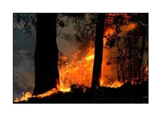 Büyük orman yangınlarına karşı 'kontrollü yangın' yöntemi