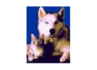 Kedim, köpeğim ve ben