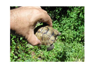 Bir minik kaplumbağa bahçede saklanmış