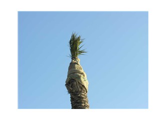 Palmiye ağacı soğuktan korunmalı