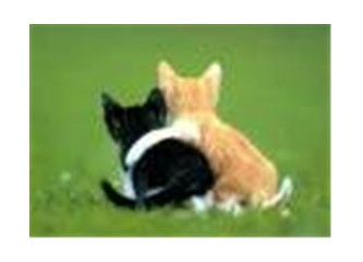 Kalbimizde "Arkadaşlık" Mucizesi