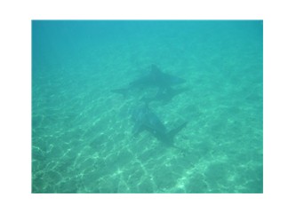 Boncuk Koyu'nda zarif köpekbalıkları