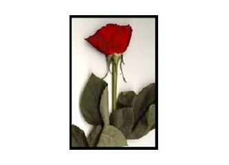 Media smart ovulasyon testi=