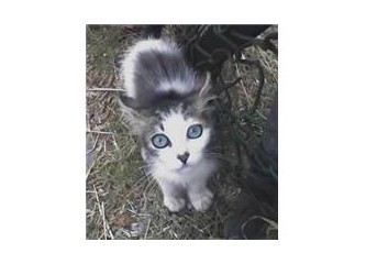 Sokak hayvanı portreleri: Dünyanın en güzel gözlü kedisi