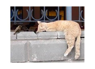 Sokak hayvanı portreleri: Serçe ve uykucu kedi