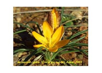 Dağların özgür kızları (1)