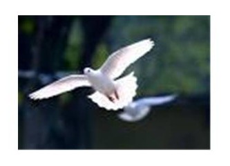Uç güzel güvercin özgürlüğüne doğru uç...