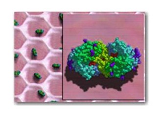 Günümüzün modası : ''antimikrobik''ler