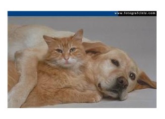 Sevgi en büyük güçtür