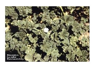 Nişanlı ikramı "ebegümeci dolma"