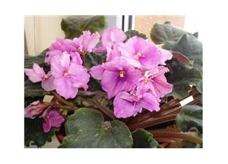 Kadınlar yaşıyor mu gerçekten?