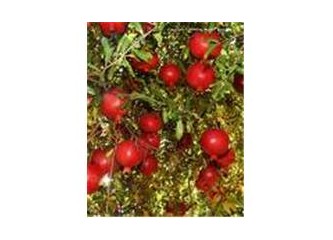 İnsan hallerinden bazı fragmanlar