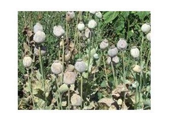 Bana türbeni söyle sana kim olduğunu söyleyeyim.