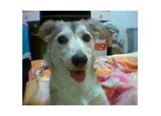Doggy