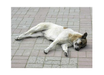 Kaldırımda uyuyan beş sokak köpeği