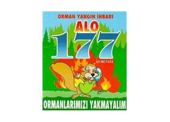 Devlet Ormanlarında (meşe-baltalık) Kesim İşleri