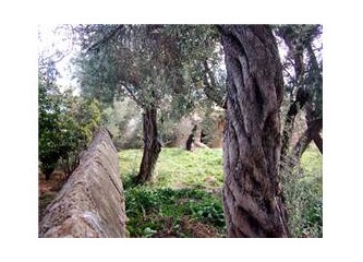 Zeytin ağaçları ve o sarnıç