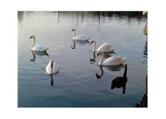 İtinayla kuğu yenir...