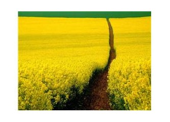 Klorofilin Yarattığı Mucizeler