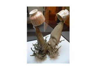 Kurtulasi devletlerin vatandaşları