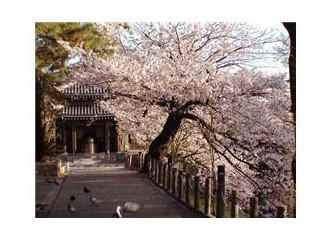 Kiraz ağacının isminin "sakura"olması aşkı ifade etmemin engeli sayılmaz