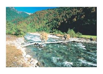 Vadi Habitatları Yok Oluyor